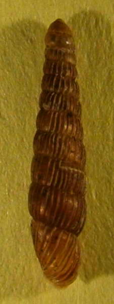 Ruthenica filograna (Rossmaessler,1836)